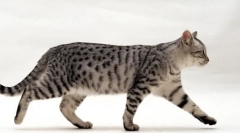 Колку прсти треба да имаат мачки